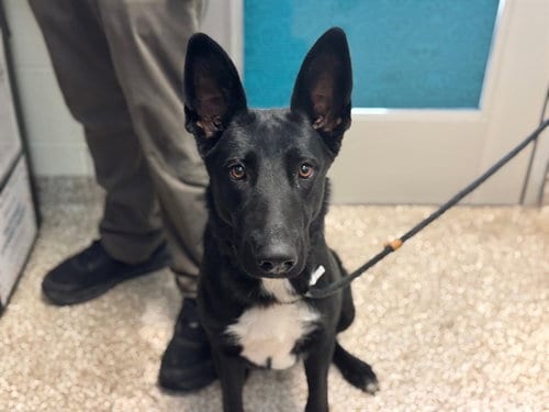 Photo of Harper, adoptable German Shepherd Dog in Pueblo, Colorado