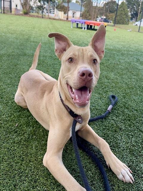 Photo of Sonic, adoptable Pit Bull Terrier in Statesville, North Carolina