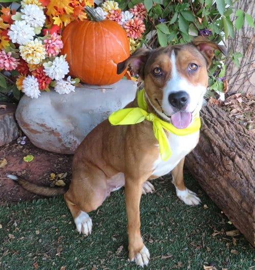 Photo of Willow, adoptable Pit Bull Terrier in Oklahoma City, Oklahoma
