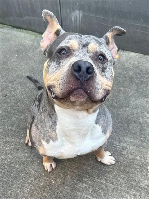 Photo of Lucci, adoptable American Pit Bull Terrier in Chicago, Illinois