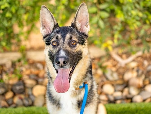 Photo of Kit-Kat, adoptable German Shepherd Dog in San Jose, California