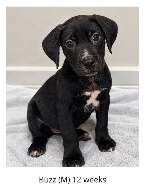 Photo of Buzz - The Mischief Maker, adoptable Labrador Retriever in Oakhurst, New Jersey