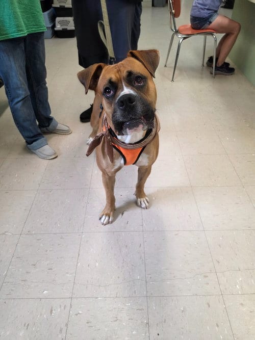Photo of Cash, adoptable Boxer in Burnsville, North Carolina