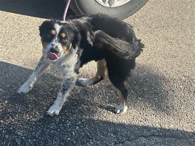 Photo of Senior Australian Shepherd mix, adoptable Australian Shepherd mix in Houston, Texas
