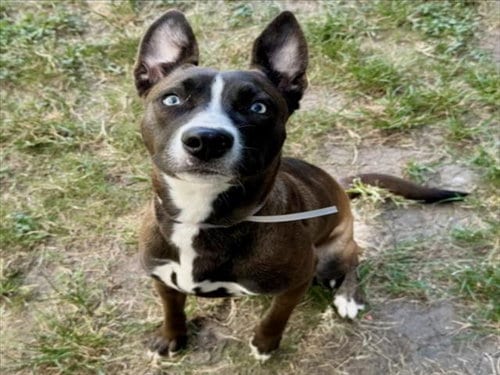 Photo of Jam, adoptable Staffordshire Bull Terrier in Houston, Texas