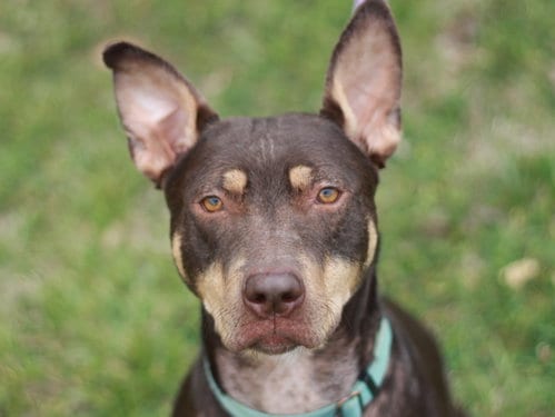 Photo of Mei, adoptable American Pit Bull Terrier in Cookeville, Tennessee