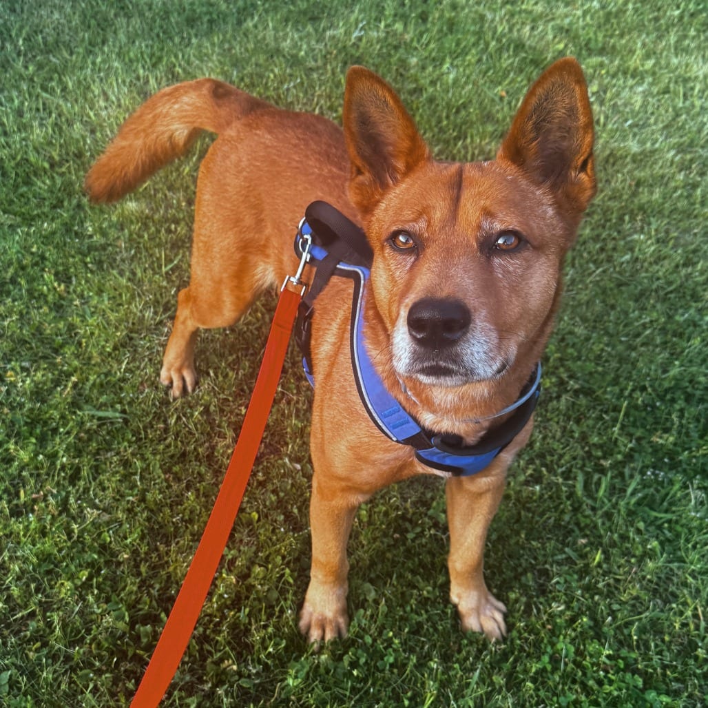 Photo of Redd aka "Major", adoptable Mixed Breed (Medium)