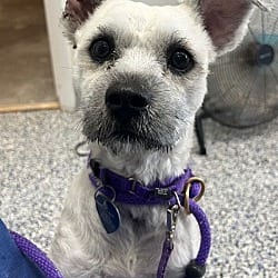 Photo of Armadillo, adoptable Terrier (Unknown Type, Medium) in Fort Collins, Colorado