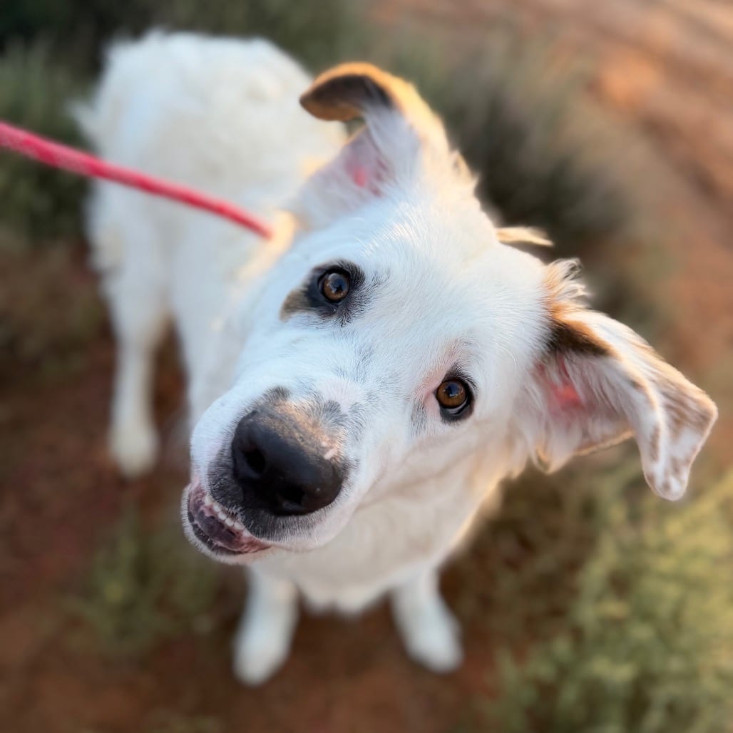 Photo of Chester, adoptable Saint Bernard / Mix in Kanab, Utah