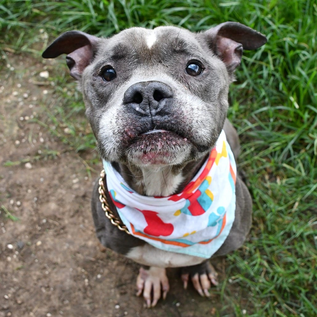 Photo of Expo, adoptable Terrier, American Pit Bull in Beaumont, Texas