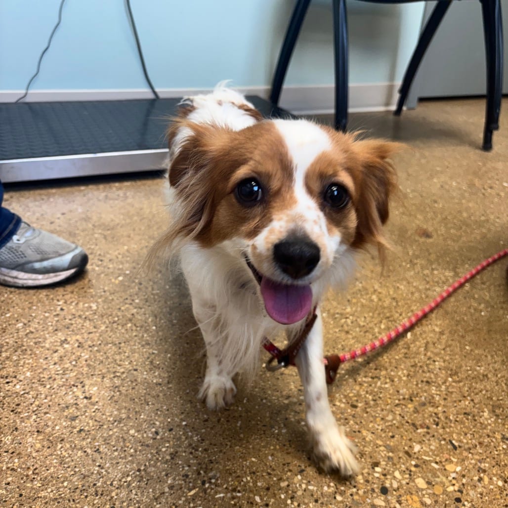 Photo of Jolene, adoptable Spaniel, Cavalier King Charles / Mixed Breed (Small) in Skokie, Illinois