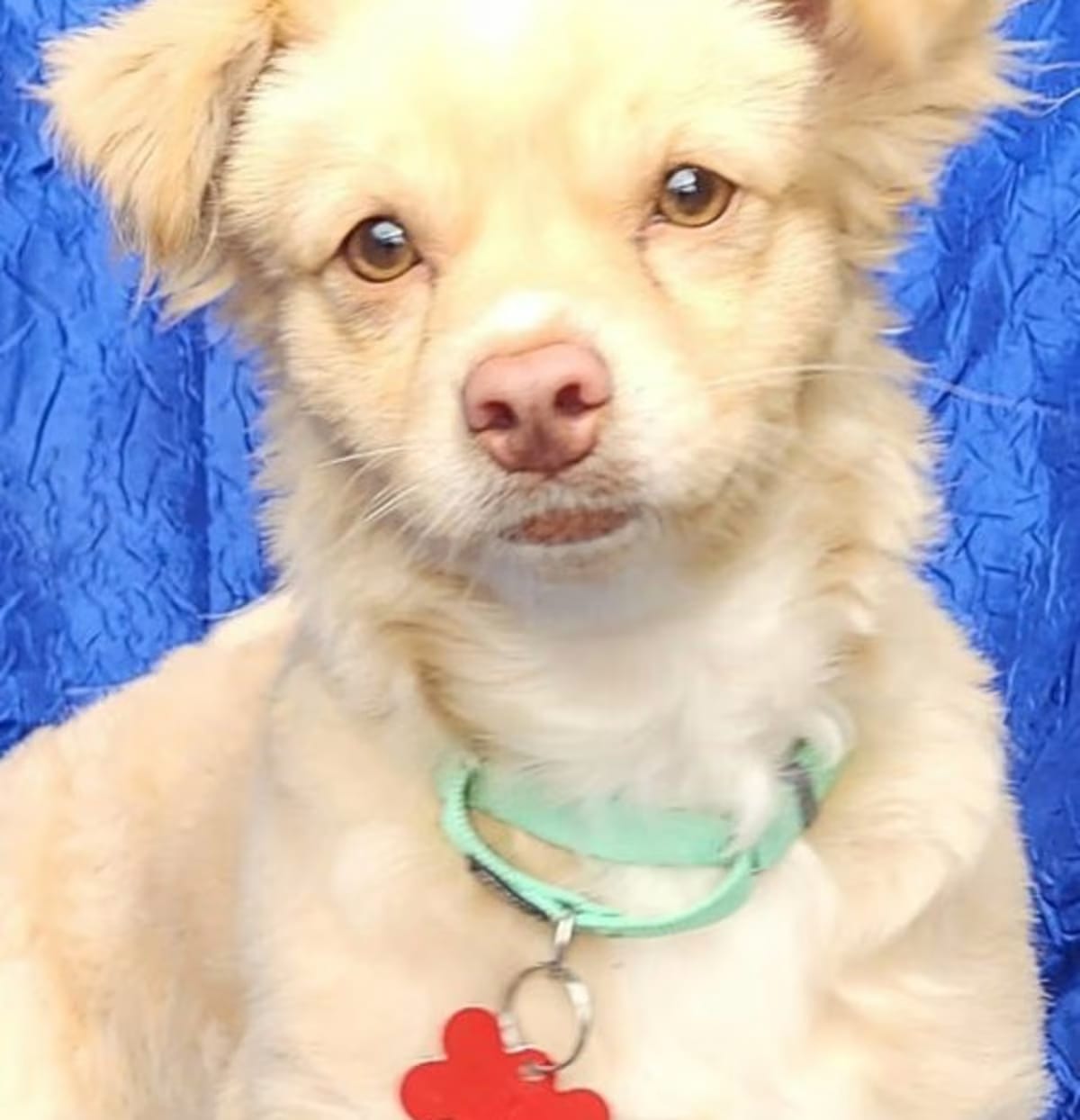 Photo of Benjamin, adoptable Pomeranian/Chihuahua in Cuba, New York