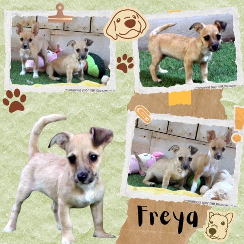 Photo of Freya (Puppy), adoptable Chihuahua in Lindsay, California