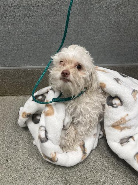 Photo of Coco, adoptable Maltese in Las Vegas, Nevada