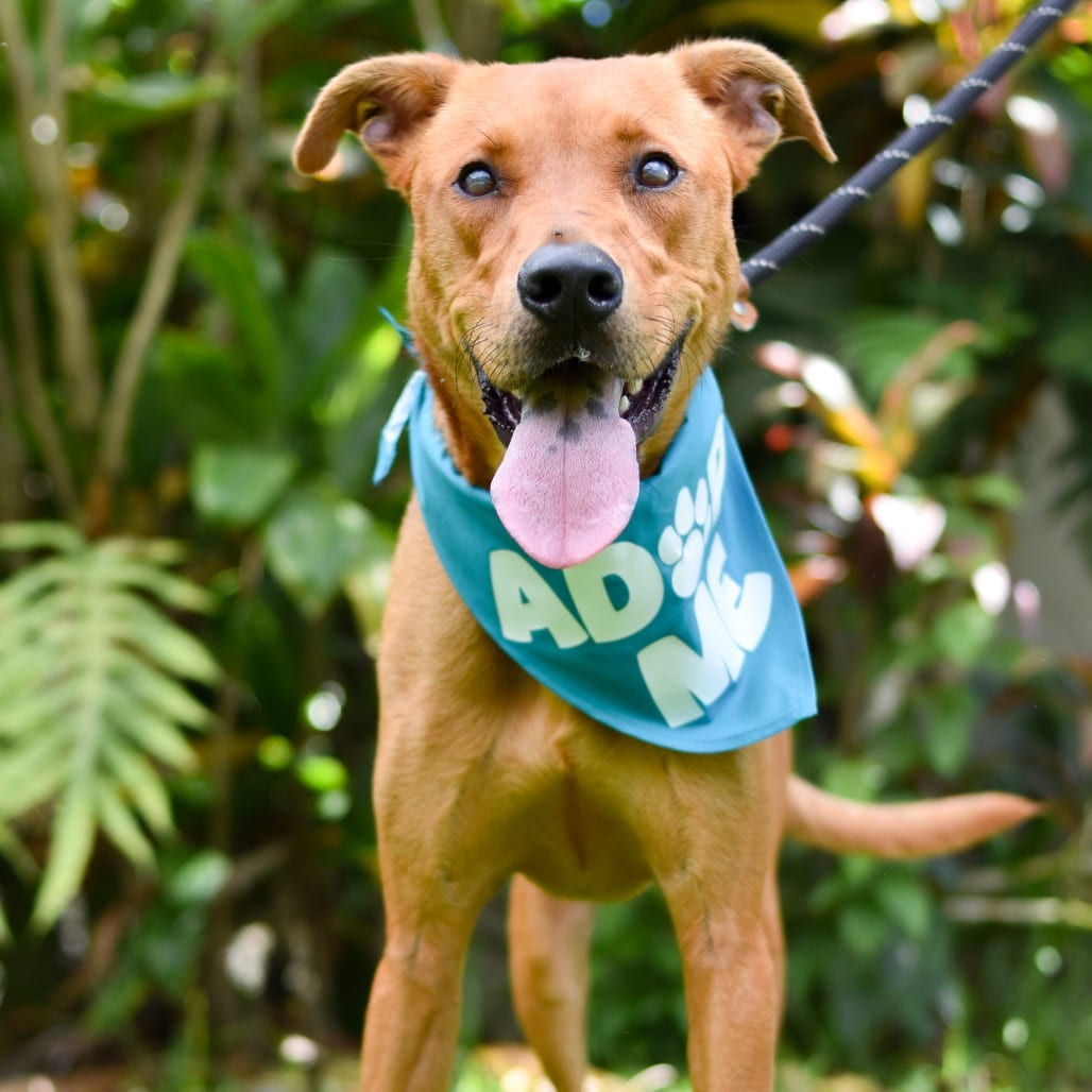 Photo of Copper, adoptable Mixed Breed (Medium) / Mixed Breed (Large)
