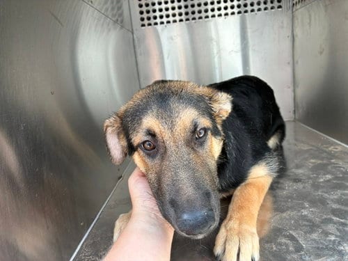 Photo of Ming, adoptable German Shepherd Dog in Mesa, Arizona