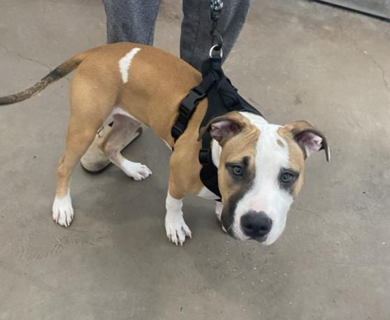 Photo of Neko, adoptable Mixed Breed