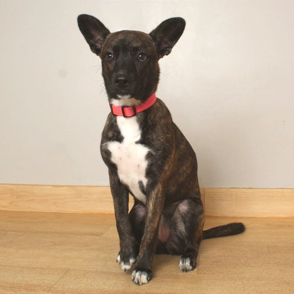 Photo of Naomi D68956, adoptable Hound, Plott / Husky in Minnesota, Minnesota