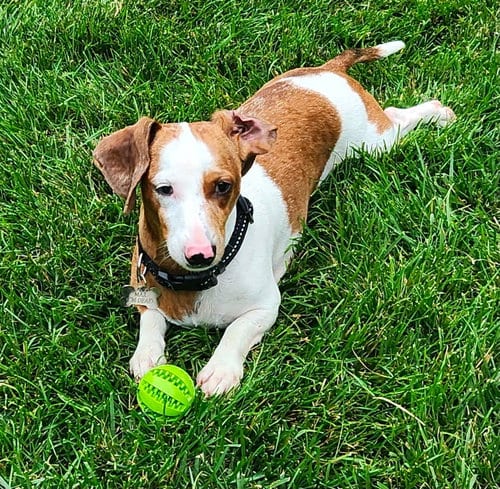 Photo of Max, adoptable Dachshund in Sioux Falls, South Dakota