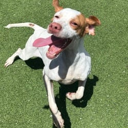 Photo of Bell 8129, adoptable Pointer in Loxahatchee, Florida