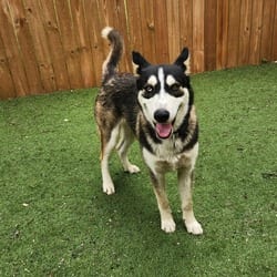 Photo of Waldo JuM, adoptable Husky in Hartford, Connecticut