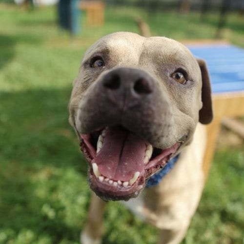 Photo of Bigge, adoptable American Staffordshire Terrier in San Antonio, Texas