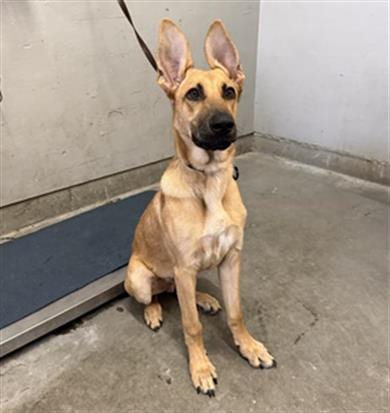 Photo of Scoob, adoptable German Shepherd Dog in Camarillo, California