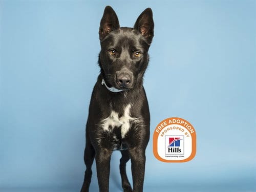 Photo of Amos, adoptable German Shepherd Dog in Phoenix, Arizona