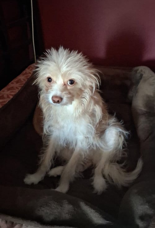 Photo of Sister, adoptable Maltese in Santa Clarita, California