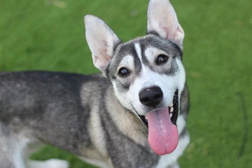 Photo of Celeste, adoptable Siberian Husky in Grand Prairie, Texas