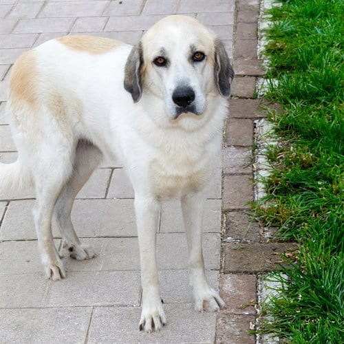 Photo of Beatrice, adoptable Great Pyrenees in St Louis, Missouri