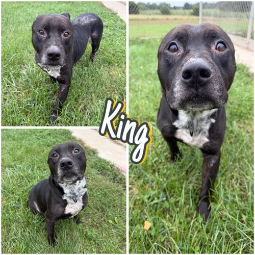 Photo of King, adoptable American Staffordshire Terrier in Pierceton, Indiana