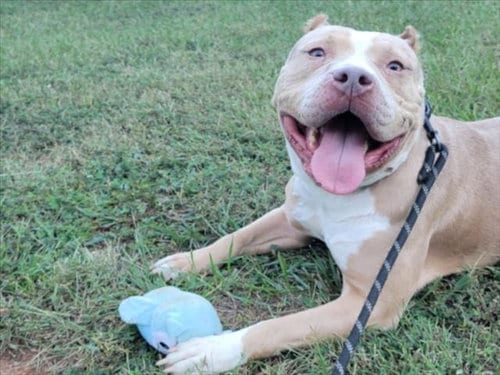 Photo of Moana, adoptable American Pit Bull Terrier in Chapel Hill, North Carolina