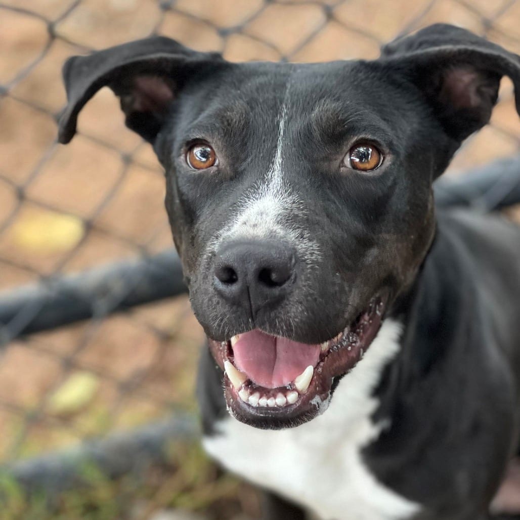 Photo of Ace, adoptable Retriever, Labrador / Mixed Breed (Medium) in Weatherford, Texas