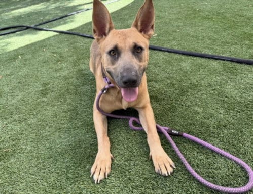 Photo of Smokey, adoptable German Shepherd Dog in Los Angeles, California