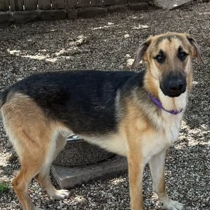 Photo of George, adoptable Shepherd, German / Malinois, Belgian in Weatherford, Texas