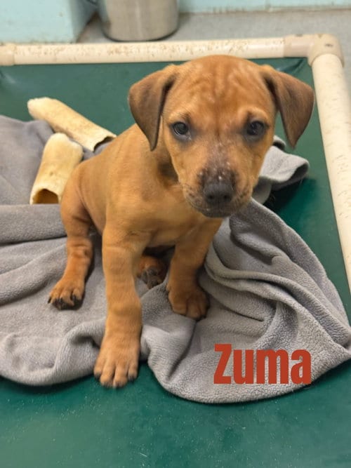 Photo of Zuma-in a foster home, adoptable Terrier in South Bend, Indiana
