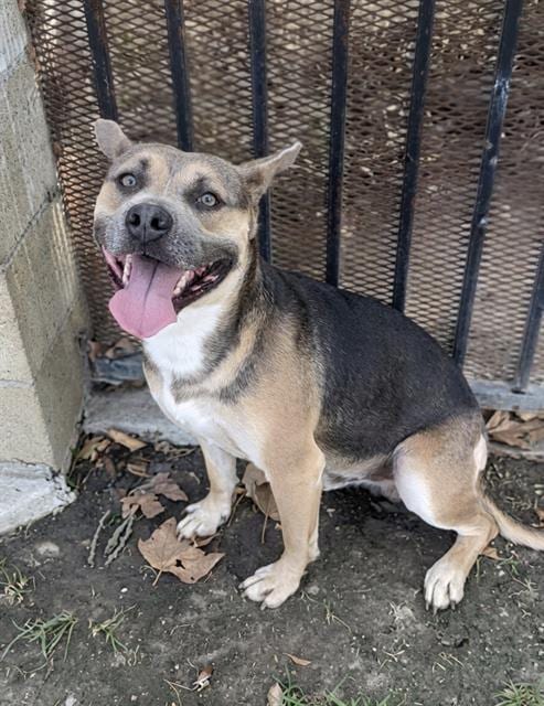 Photo of Dice, adoptable German Shepherd Dog in Riverside, California