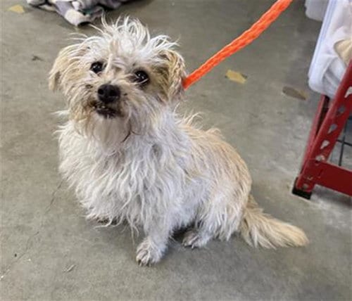 Photo of Shirley, adoptable Maltese in Camarillo, California