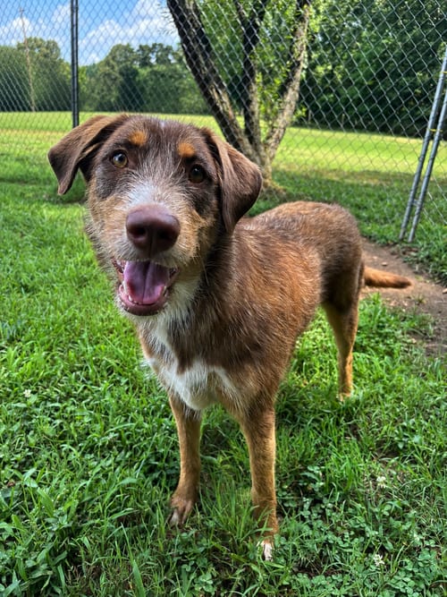 Photo of Shelby Oct 25, adoptable Australian Shepherd in Pacolet, South Carolina
