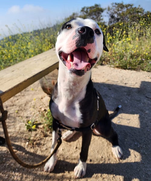 Photo of Valentino, adoptable Staffordshire Bull Terrier in Dana Point, California