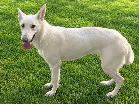 Photo of Butterfly, adoptable German Shepherd Dog in Lancaster, California