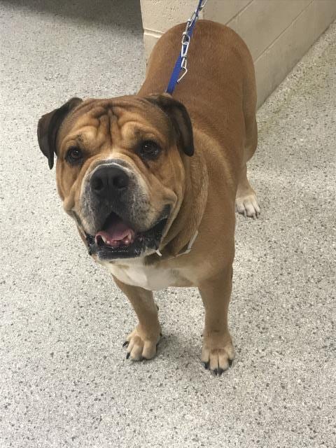 Photo of Chunk, adoptable English Bulldog in Conroe, Texas