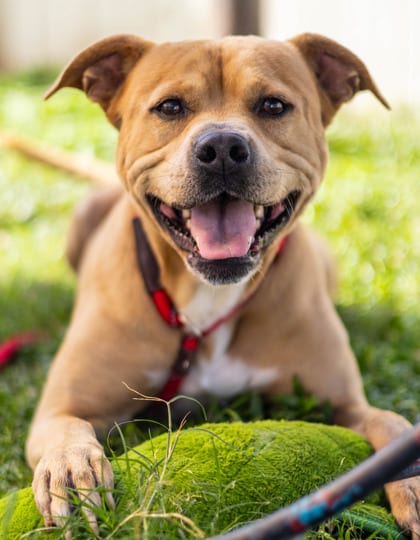 Photo of Bean Goose, adoptable dog in Chamblee, Georgia