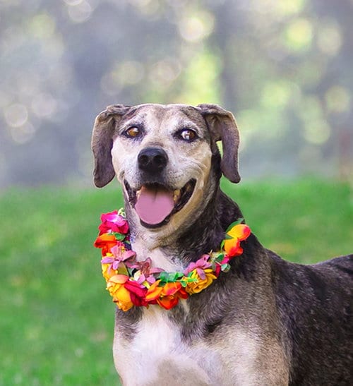 Photo of Skye, adoptable Catahoula Leopard Dog in Unionville, Pennsylvania