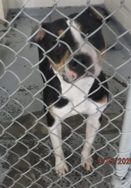 Photo of Lois, adoptable Pit Bull Terrier in Anchorage, Alaska