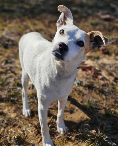 Photo of Elma, adoptable Jack Russell Terrier in Sheboygan, Wisconsin