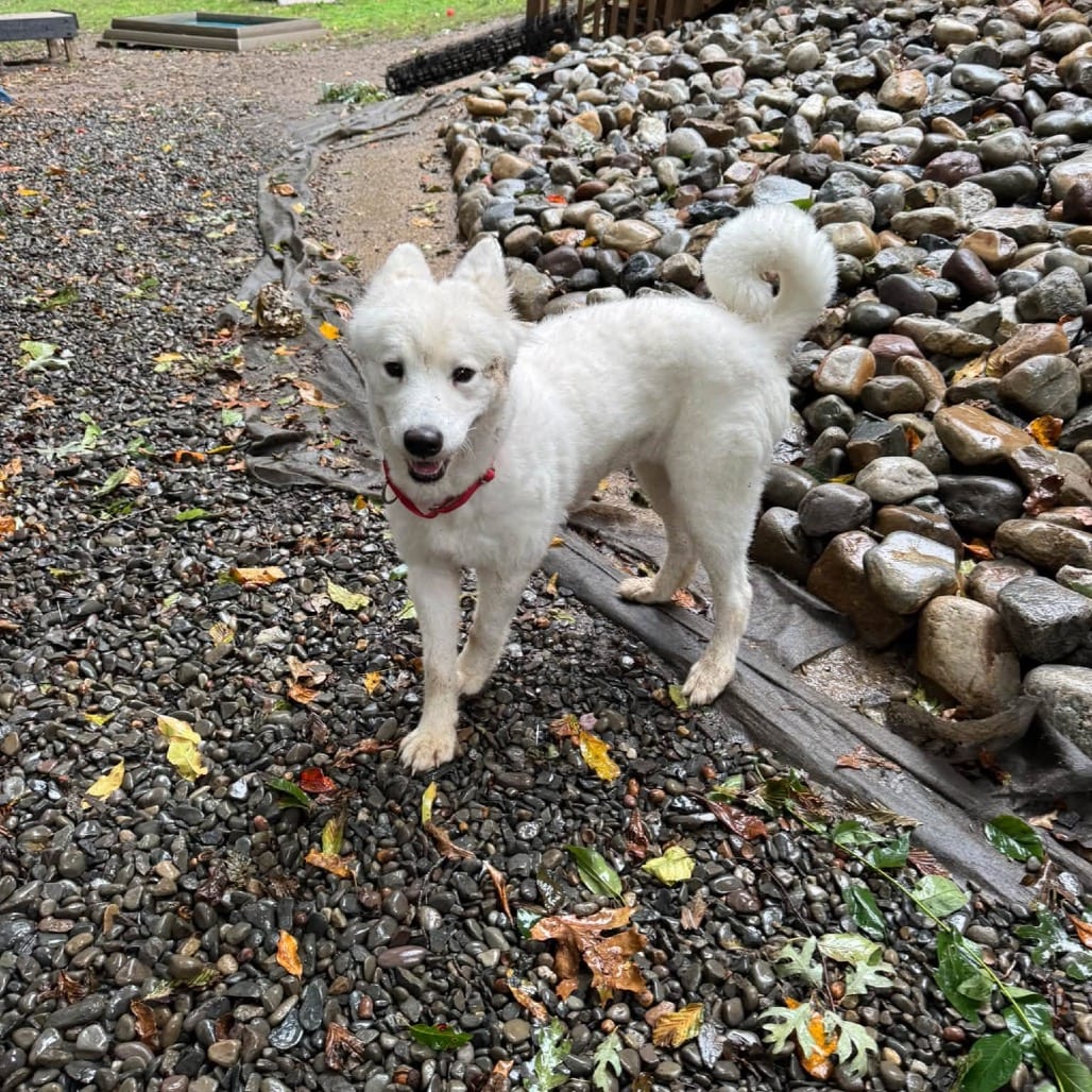 Photo of Lia, adoptable Samoyed in West Chester, Pennsylvania