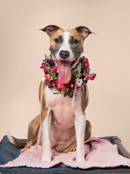 Photo of Melon, adoptable dog in Atlanta, Georgia