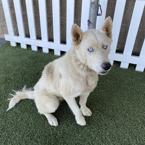 Photo of A614547, adoptable Siberian Husky in Modesto, California